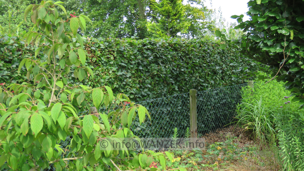 Fagus sylvatica - Hecke im Sommer nach Schnitt 02.JPG